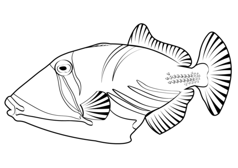 Lagoon Triggerfish (Rhinecanthus Aculeatus) Coloring Page